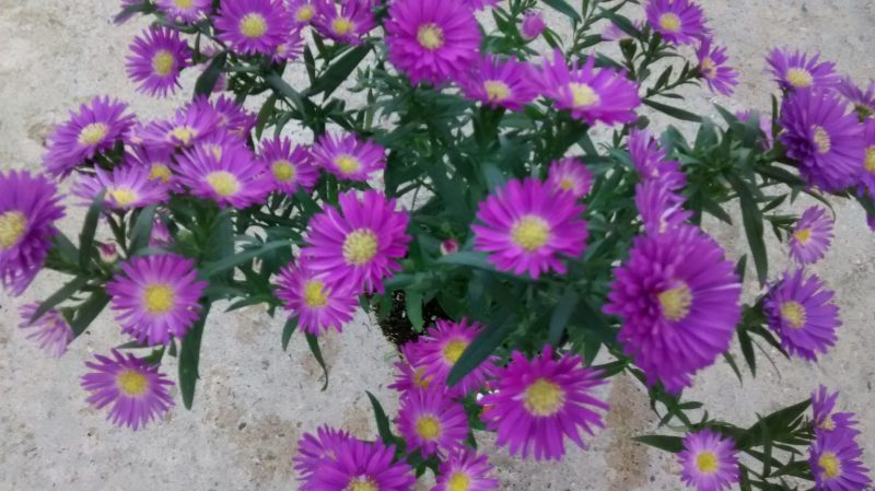 img_20161014_174921048