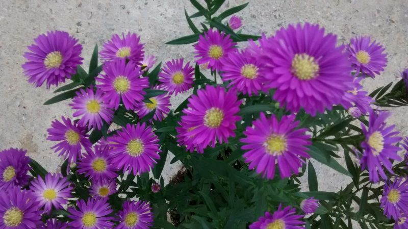 img_20161014_174931736