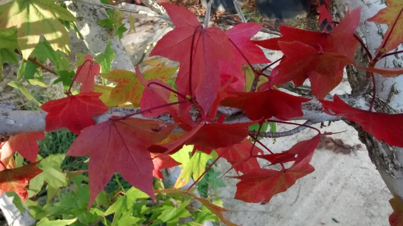 img_20161014_180838012
