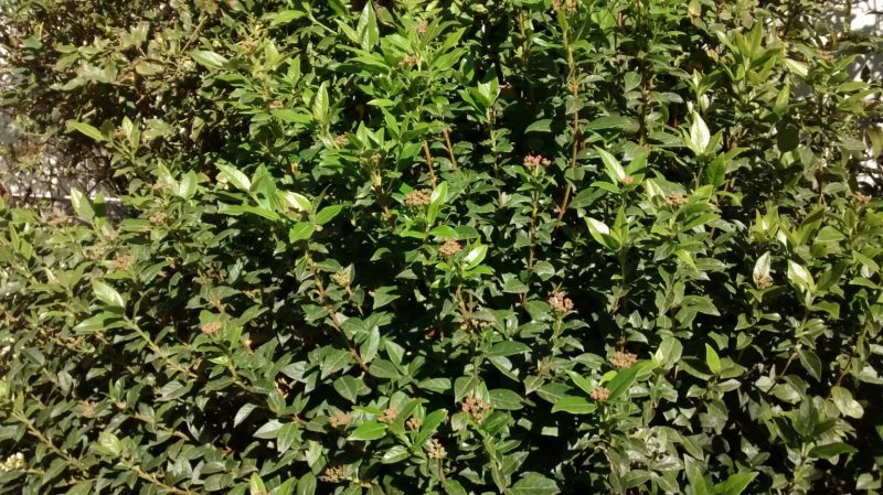 img_20161107_122116166