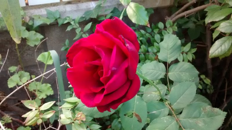 img_20161107_122208532