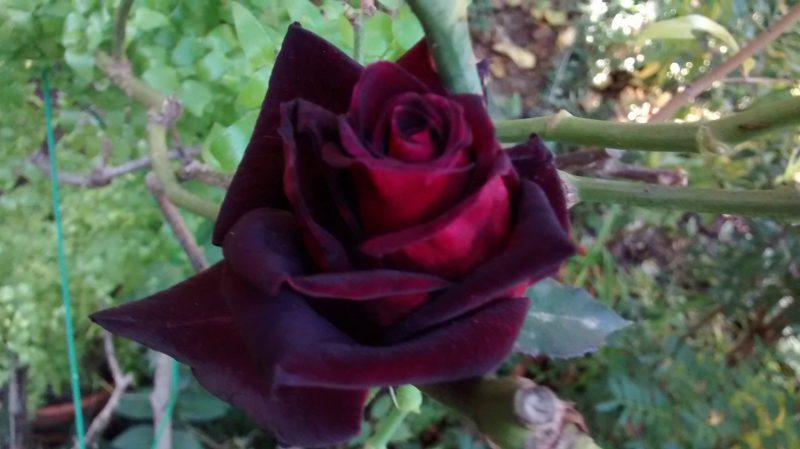 img_20161107_122638183