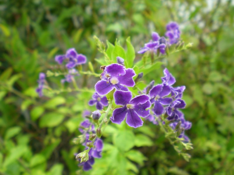 dscn4347