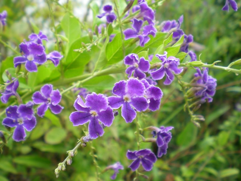 dscn4350