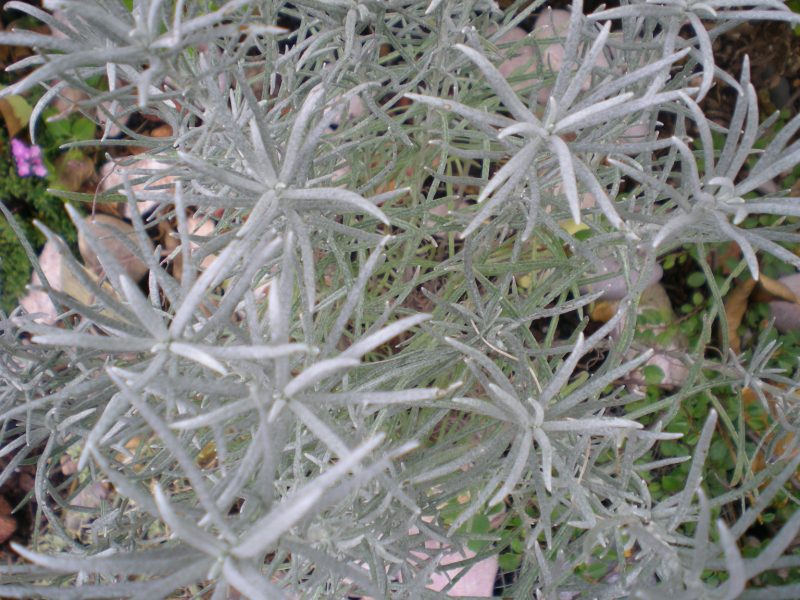 dscn4355
