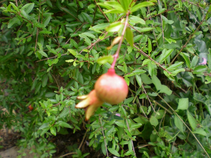 dscn4357