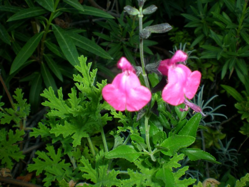 dscn4367