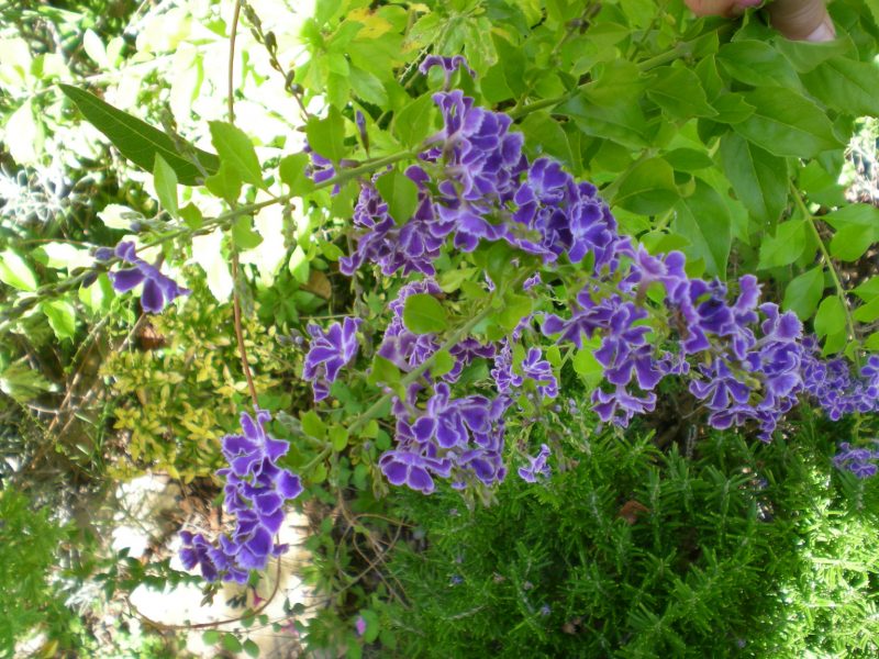 dscn4372