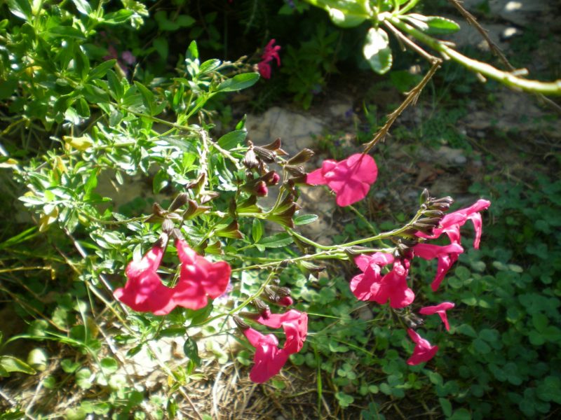 dscn4387