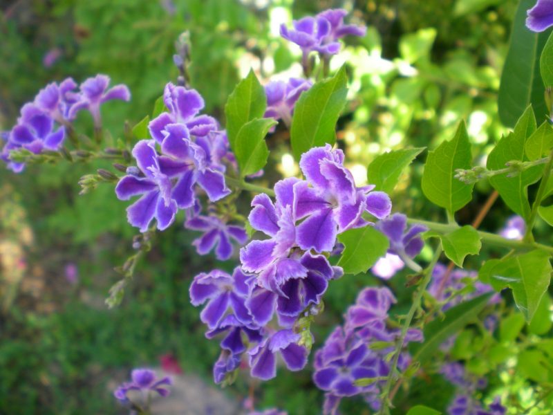dscn4392