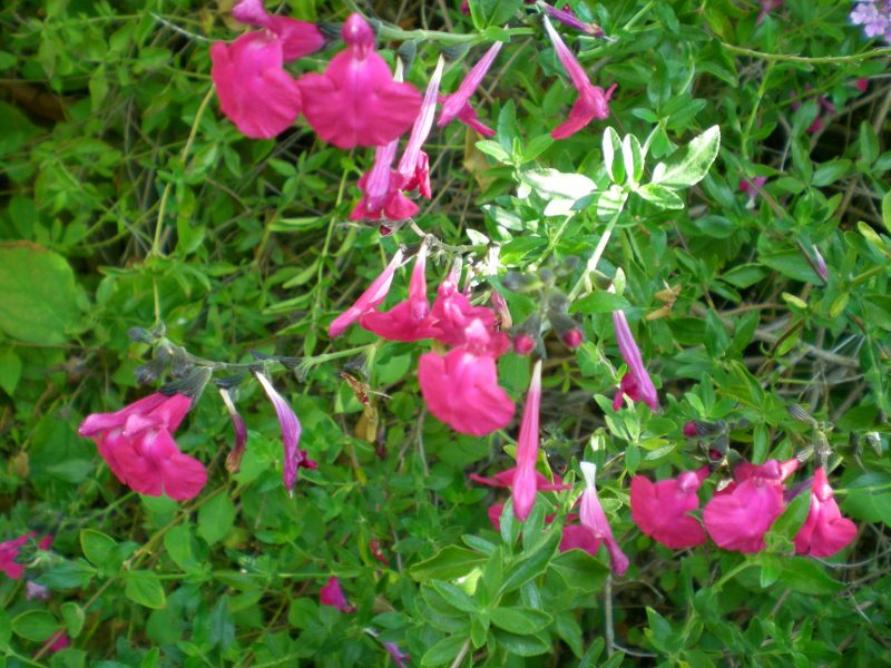 dscn4396