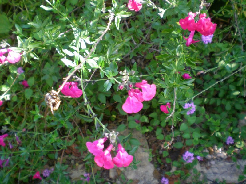 dscn4398