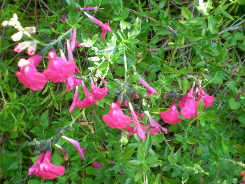 dscn4399