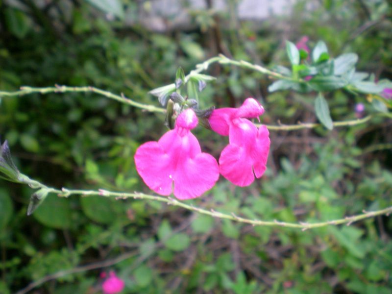 dscn4402