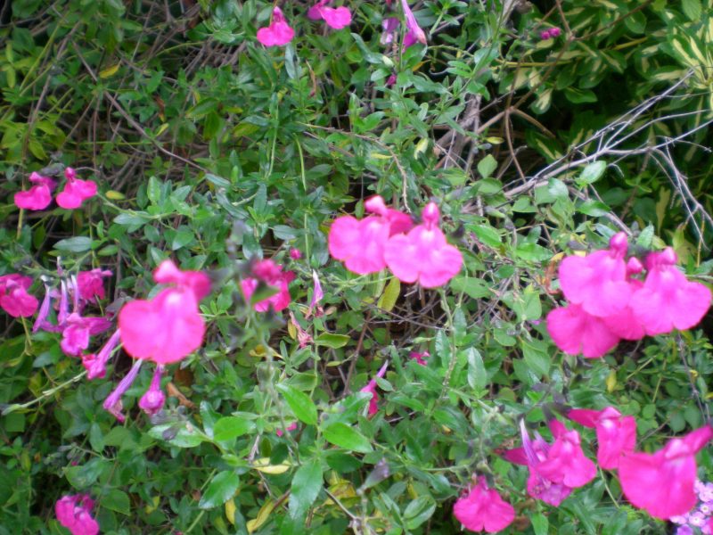 dscn4403