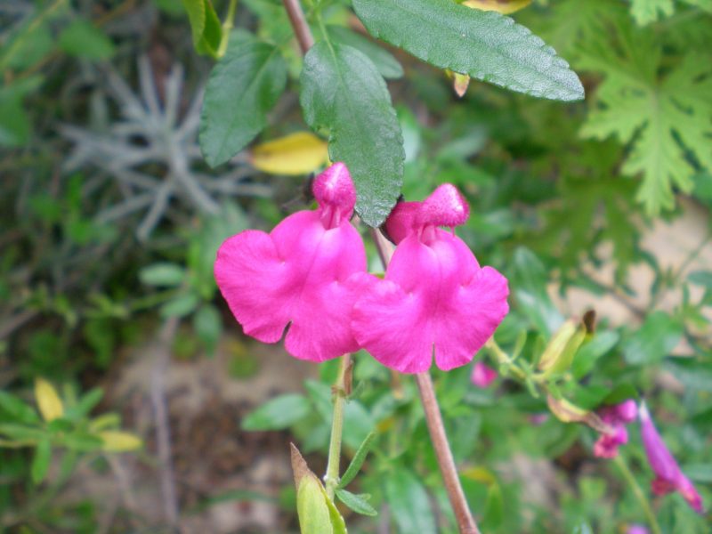 dscn4405