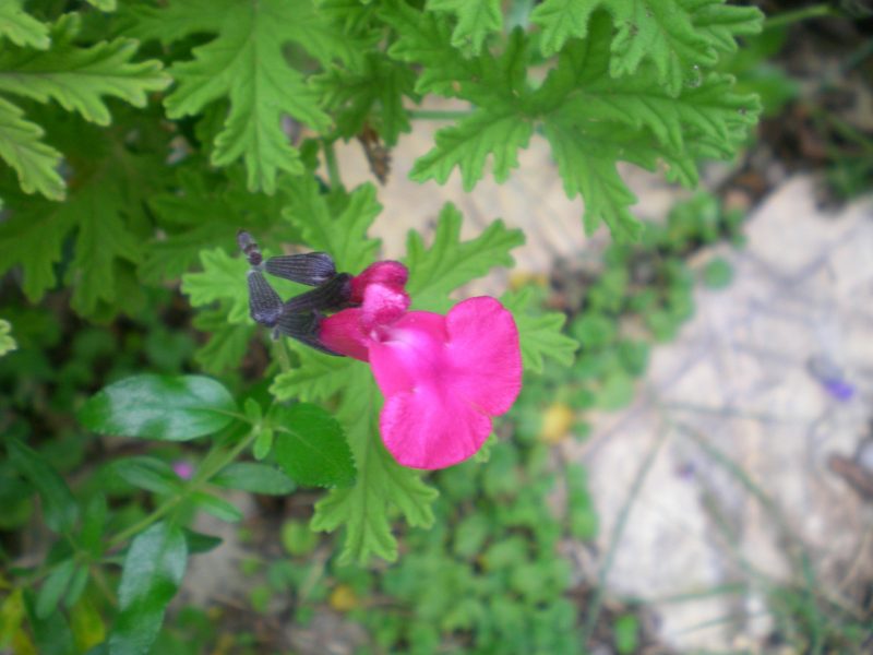 dscn4406
