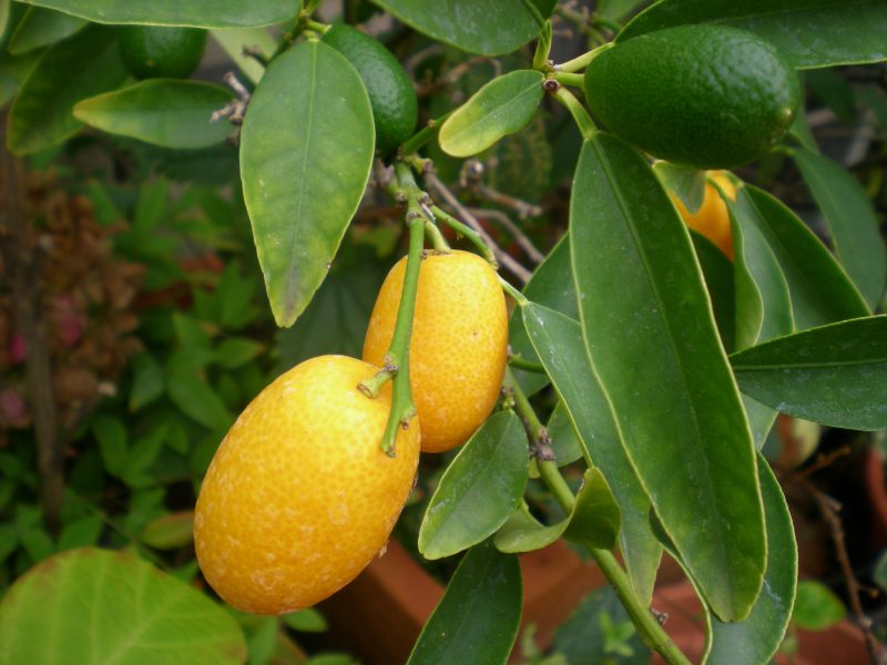 dscn4415
