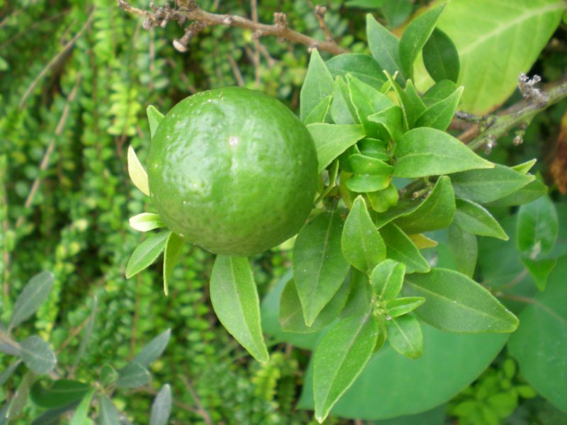 dscn4417