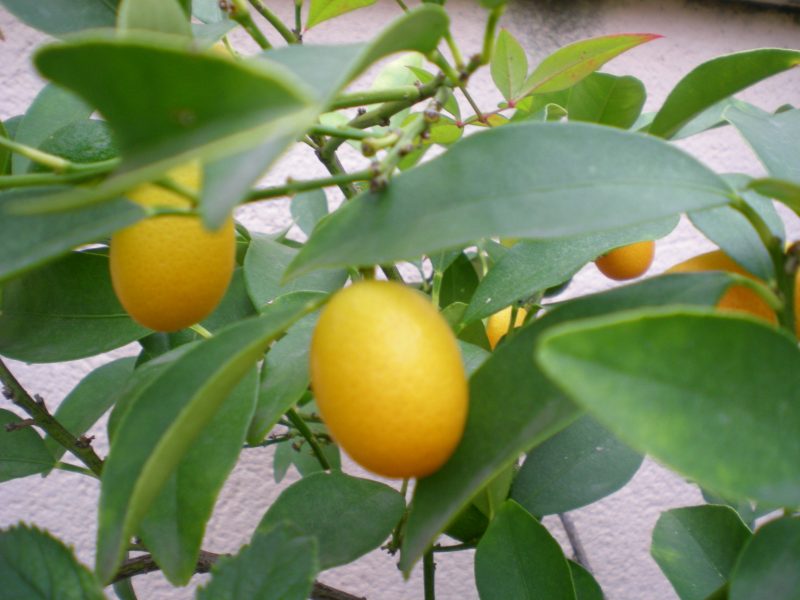 dscn4418