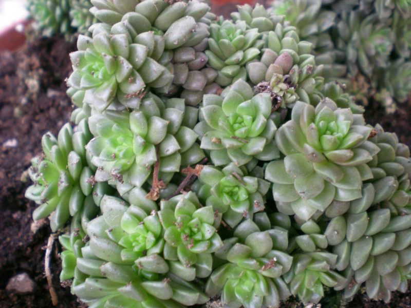 dscn4420