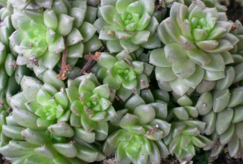 dscn4420