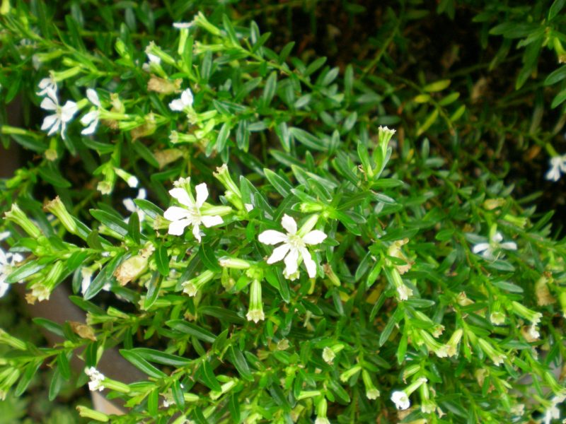 dscn4422