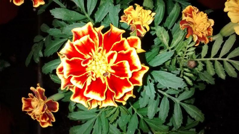 img_20160930_194047367