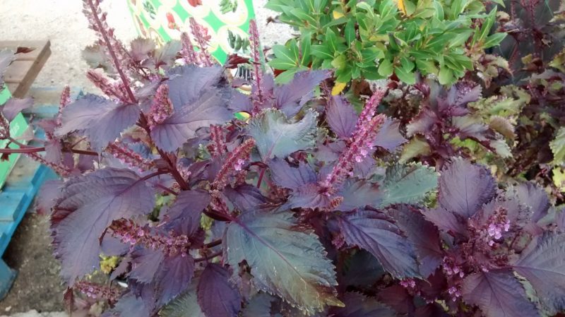 img_20161001_174946874