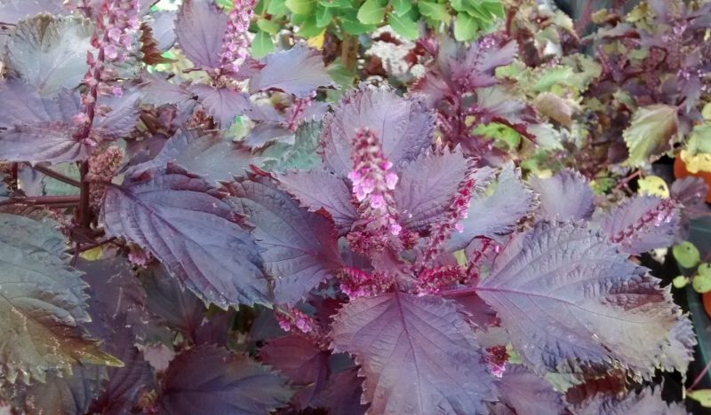 img_20161001_174951126