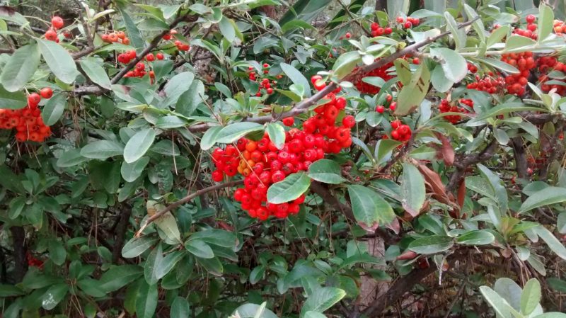 img_20161002_123136625