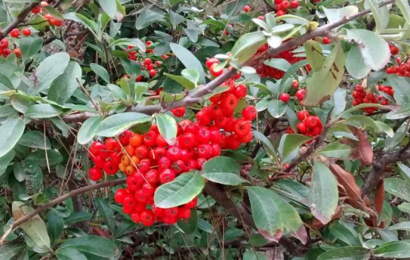 img_20161002_123143308