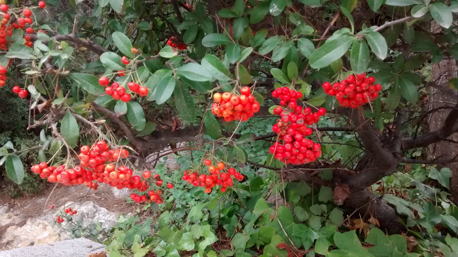 img_20161002_123149279