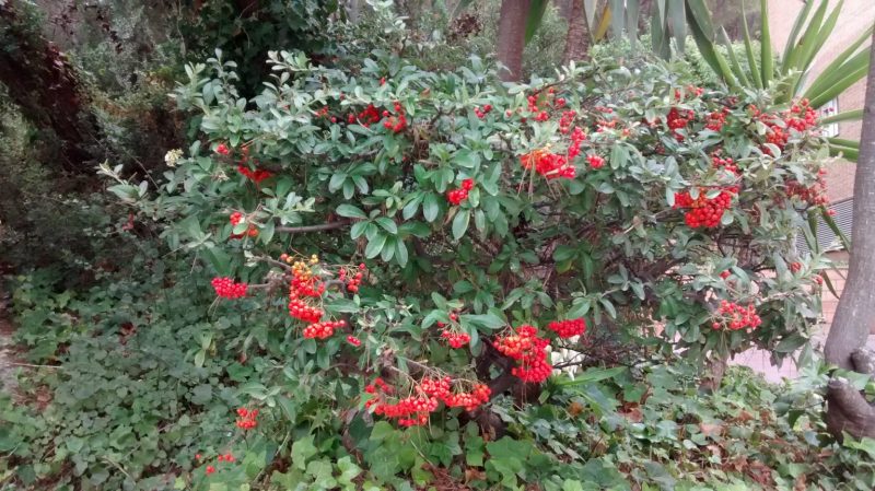 img_20161002_123242382