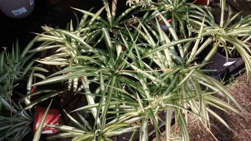 img_20161004_100604351