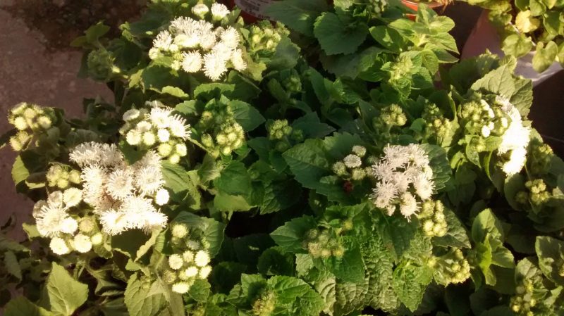 img_20161004_170546925