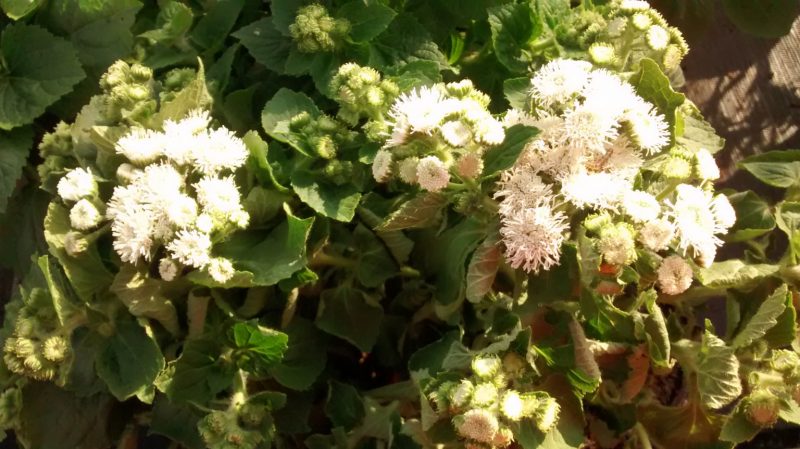 img_20161004_170552286