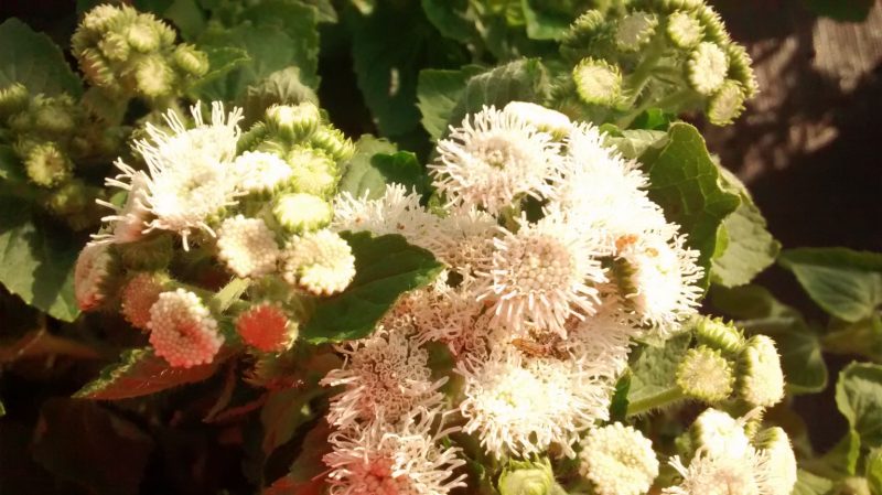 img_20161004_170604257