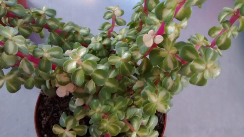 img_20161004_182344940