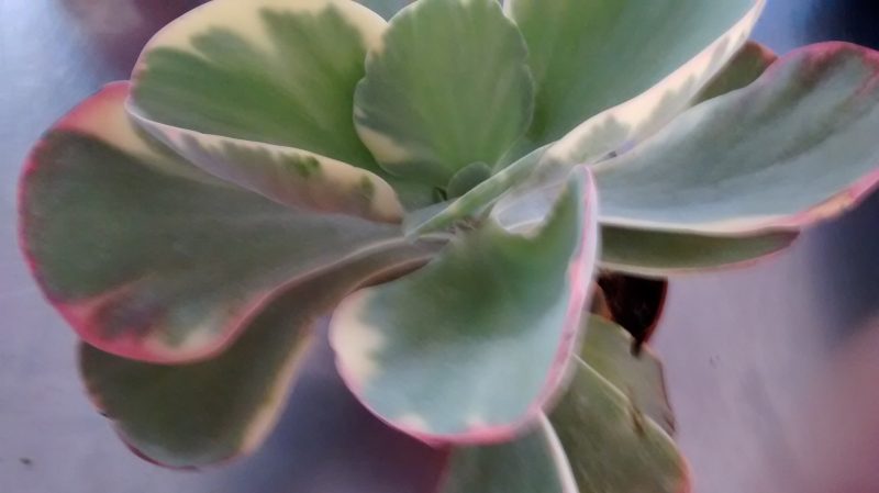 img_20161004_183312283