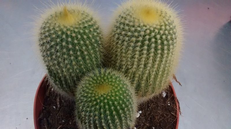 img_20161004_190505348