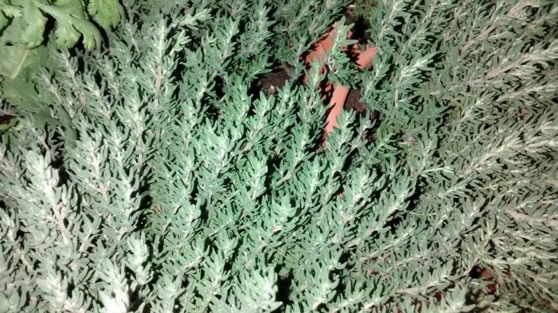 img_20161005_191552683