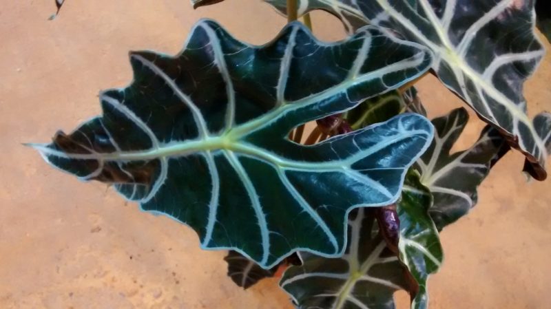 img_20161006_185703675