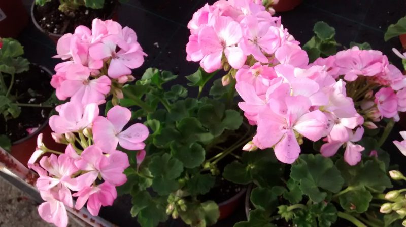 img_20161007_174905639