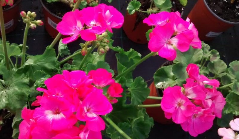 img_20161007_174918515