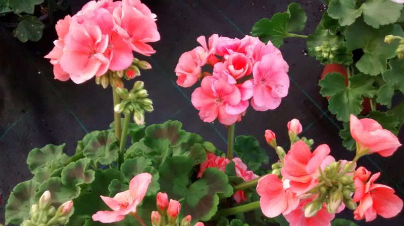 img_20161007_181359342