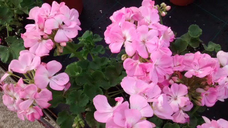 img_20161007_181419617