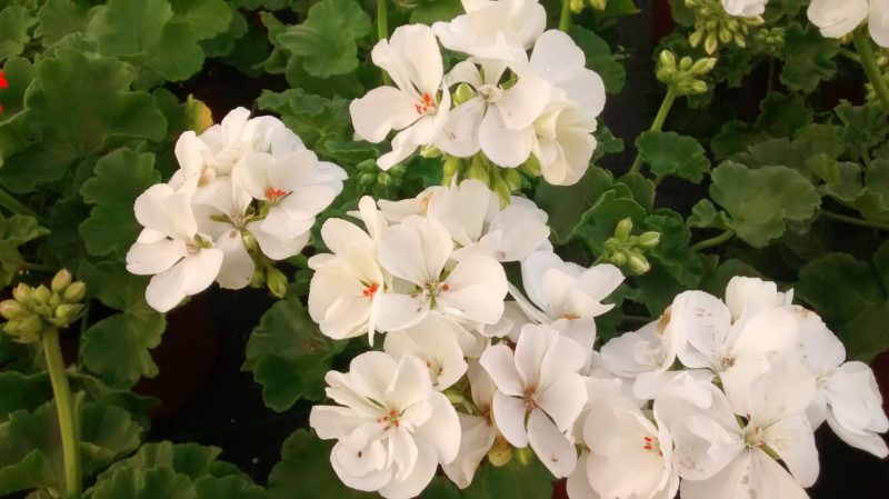 img_20161007_181532609