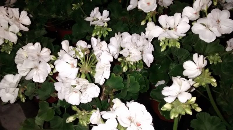 img_20161007_194727717