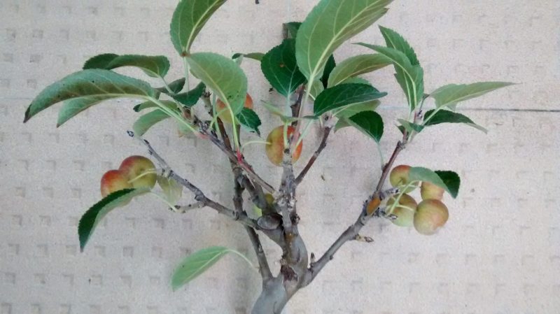 img_20161009_115219135